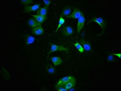 Invitrogen Phospho-p53 (Ser9) Recombinant Rabbit Monoclonal Antibody (2E1)