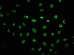 Invitrogen Phospho-DNA-PK (Ser2056) Recombinant Rabbit Monoclonal Antibody