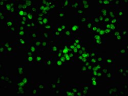 Invitrogen Phospho-Rb (Ser780) Recombinant Rabbit Monoclonal Antibody (2E9)