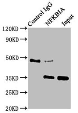 Invitrogen IkB alpha Recombinant Rabbit Monoclonal Antibody (1E9) 100 &mu;L;
