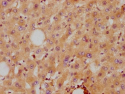 ApoA2 Recombinant Rabbit Monoclonal Antibody (6H2):Antibodies, Recombinant