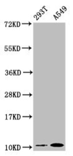 ApoA2 Recombinant Rabbit Monoclonal Antibody (6H2):Antibodies, Recombinant