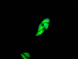 Invitrogen c-Met Recombinant Rabbit Monoclonal Antibody (2D12) 100 &mu;L;