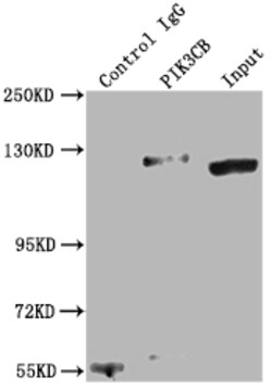Invitrogen PIK3CB Recombinant Rabbit Monoclonal Antibody (5A9) 100 &mu;L;