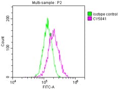 Invitrogen TRAF2 Recombinant Rabbit Monoclonal Antibody (9A5) 100 &mu;L;