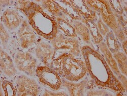 Invitrogen TRAF2 Recombinant Rabbit Monoclonal Antibody (9A5) 100 &mu;L;