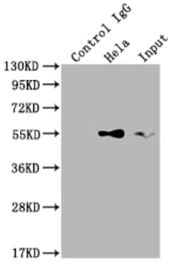 Invitrogen TRAF2 Recombinant Rabbit Monoclonal Antibody (9A5) 100 &mu;L;