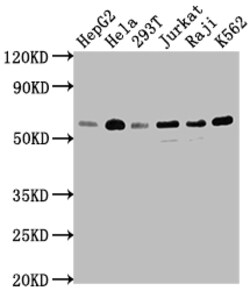 Invitrogen TRAF2 Recombinant Rabbit Monoclonal Antibody (9A5) 100 &mu;L;