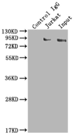 Invitrogen SUZ12 Recombinant Rabbit Monoclonal Antibody (1B10) 100 &mu;L;