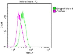 Invitrogen Neutrophil elastase Recombinant Rabbit Monoclonal Antibody (2H12)