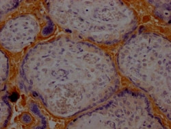 Invitrogen Haptoglobin Recombinant Rabbit Monoclonal Antibody (5A5) 100