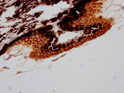 Invitrogen RPE65 Recombinant Rabbit Monoclonal Antibody (7B10) 100 &mu;L;
