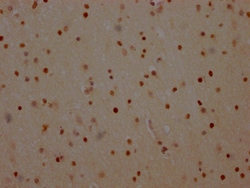 Invitrogen PARP1 Recombinant Rabbit Monoclonal Antibody (8C7) 100 &mu;L;