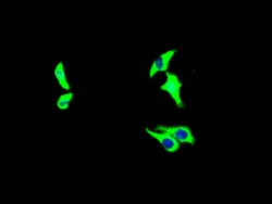 Invitrogen Growth Hormone Receptor Recombinant Rabbit Monoclonal Antibody