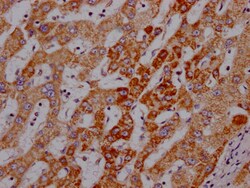 Invitrogen Angiopoietin 2 Recombinant Rabbit Monoclonal Antibody (1F10)