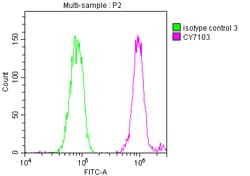 Invitrogen DDX5 Recombinant Rabbit Monoclonal Antibody (2C3) 100 &mu;L;