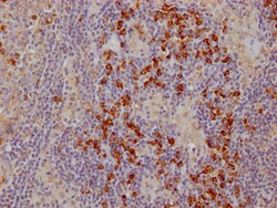Invitrogen CTLA-4 Recombinant Rabbit Monoclonal Antibody (3B10) 100 &mu;L;