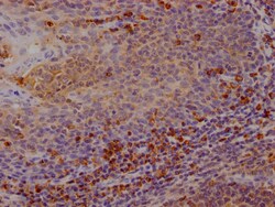 Invitrogen CTLA-4 Recombinant Rabbit Monoclonal Antibody (3B10) 100 &mu;L;