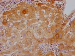 Invitrogen Factor X Recombinant Rabbit Monoclonal Antibody (3F2) 100 &mu;L;