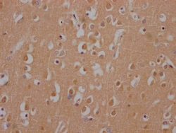 Invitrogen Huntingtin Recombinant Rabbit Monoclonal Antibody (6F2) 100