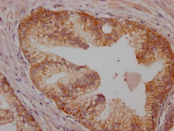 Invitrogen B-Raf Recombinant Rabbit Monoclonal Antibody (6G3) 100 &mu;L;