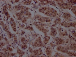 Invitrogen Cullin 3 Recombinant Rabbit Monoclonal Antibody (7B6) 100 &mu;L;