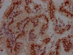 Invitrogen Cullin 3 Recombinant Rabbit Monoclonal Antibody (7B6) 100 &mu;L;