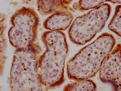 Invitrogen GDF15 Recombinant Rabbit Monoclonal Antibody (8E5) 100 &mu;L;