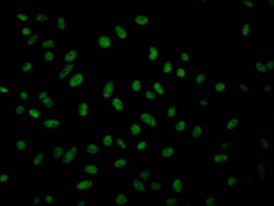Invitrogen GMNN Recombinant Rabbit Monoclonal Antibody (8H8) 100 &mu;L;