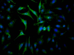 Invitrogen JAK2 Recombinant Rabbit Monoclonal Antibody (10B6) 100 &mu;L;