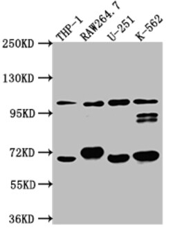 Invitrogen TLR5 Recombinant Rabbit Monoclonal Antibody (10D8) 100 &mu;L;