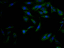 Invitrogen Nrf2 Recombinant Rabbit Monoclonal Antibody (2D12) 100 &mu;L;