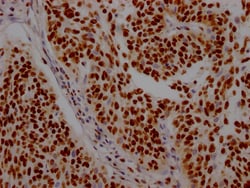 Invitrogen ILF3 Recombinant Rabbit Monoclonal Antibody (7H8) 100 &mu;L;