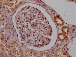 Invitrogen SMN1 Recombinant Rabbit Monoclonal Antibody (8B10) 100 &mu;L;