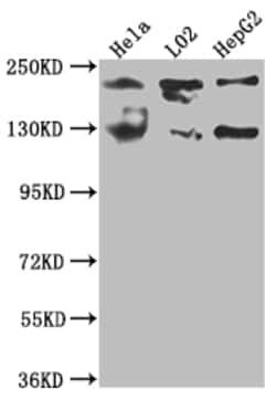 Invitrogen Mgea5 Recombinant Rabbit Monoclonal Antibody (8D12) 100 &mu;L;