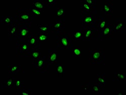 Invitrogen HnRNP Q Recombinant Rabbit Monoclonal Antibody (9C7) 100 &mu;L;
