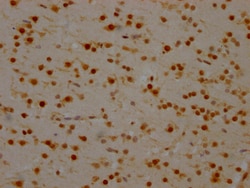 Invitrogen HnRNP Q Recombinant Rabbit Monoclonal Antibody (9C7) 100 &mu;L;