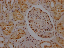 Invitrogen HnRNP Q Recombinant Rabbit Monoclonal Antibody (9C7) 100 &mu;L;