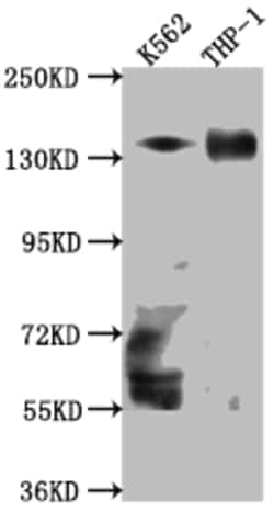 Invitrogen TACC3 Recombinant Rabbit Monoclonal Antibody (10G7) 100 &mu;L;