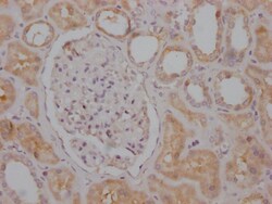 Invitrogen Raptor Recombinant Rabbit Monoclonal Antibody (1B10) 100 &mu;L;