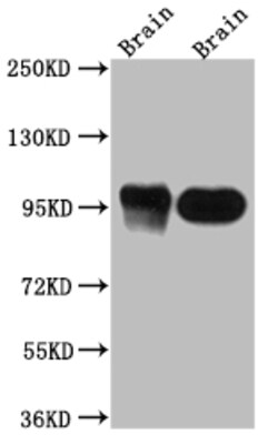 Invitrogen PSD-95 Recombinant Rabbit Monoclonal Antibody (1H4) 100 &mu;L;