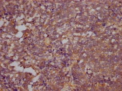 Invitrogen RhoA Recombinant Rabbit Monoclonal Antibody (3G7) 100 &mu;L;