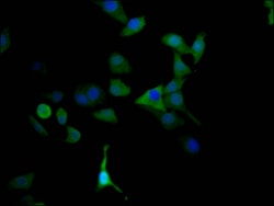 Invitrogen MAOA Recombinant Rabbit Monoclonal Antibody (4C11) 100 &mu;L;