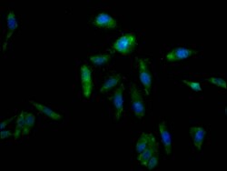 Invitrogen AKR1C3 Recombinant Rabbit Monoclonal Antibody (4D12) 100 &mu;L;