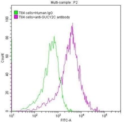Invitrogen GUCY2C Recombinant Human Monoclonal Antibody (2E5) 100 &mu;L;