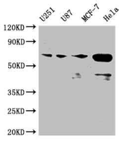 Invitrogen MST2 Recombinant Rabbit Monoclonal Antibody (3C3) 100 &mu;L;