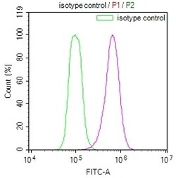 Invitrogen HSP90 beta Recombinant Rabbit Monoclonal Antibody (7G7) 100