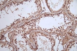 Invitrogen HSP90 beta Recombinant Rabbit Monoclonal Antibody (7G7) 100