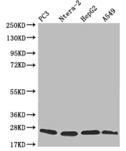 Invitrogen PRDX3 Recombinant Rabbit Monoclonal Antibody (14E2) 100 &mu;L | Buy Online | Invitrogen&trade; | Fisher Scientific