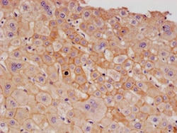 Invitrogen CD166 Recombinant Rabbit Monoclonal Antibody (21B9) 100 &mu;L;